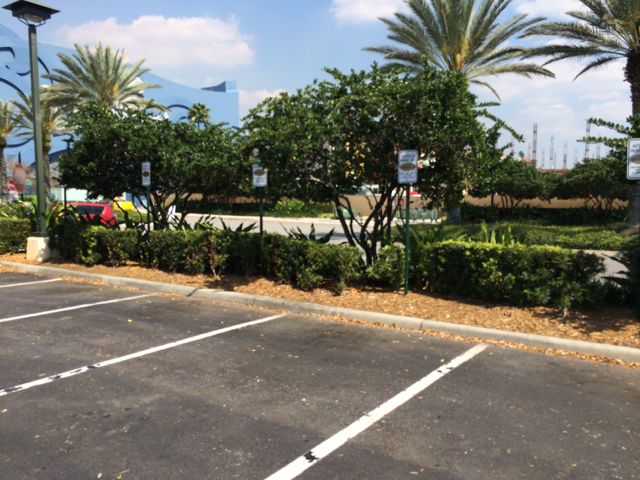 It looks like Downtown Disney is empty, but not so. The rest of the parking lot is filled with the exception of these spaces up front. Photo by J. Jeff Kober.