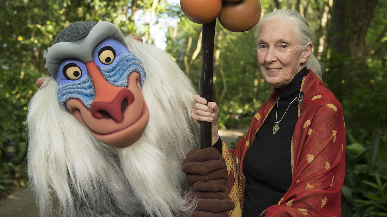 Dr. Jane Goodall with Rafiki at Disney's Animal Kingdom.