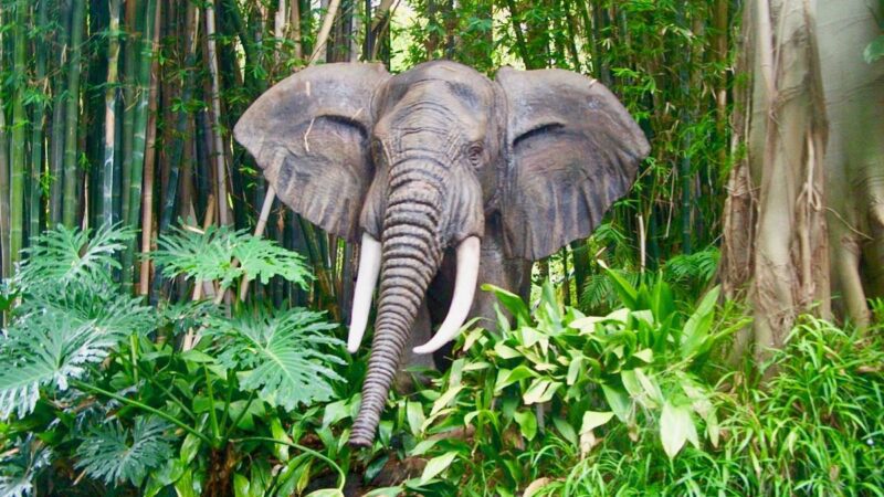 Leadership Lessons From Disneyland's Jungle Cruise