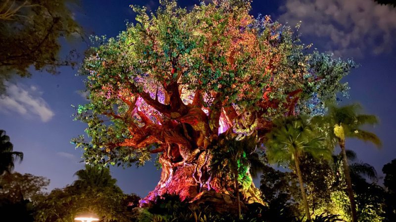 What We Love Most About Disney’s Animal Kingdom